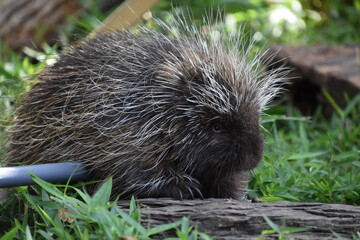 North American Porcupine in Long Grass with a PVC Pipe