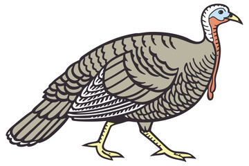 4 Turkey illustration, hand-drawn style, detailed feathers, side view, grey body, brown tail feathers, red wattle, blue head, yellow legs, white background, Thanksgiving theme, farm animal, poultry, t