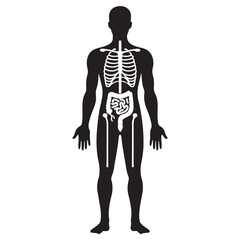 Human Body Silhouette Skeleton and Internal Organs Vector Illustration