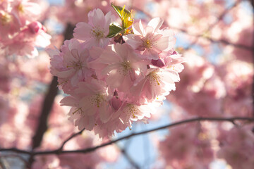 Sakura blossom. Close-up of soft cherry blossom branches, painted in soft pinks and whites. The scene captures the ethereal beauty of springtime, with muted green leaves and a soft background