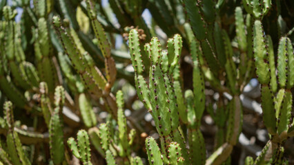 Euphorbia canariensis cactus grows in daylight at lanzarote's cactus garden in the canary islands.