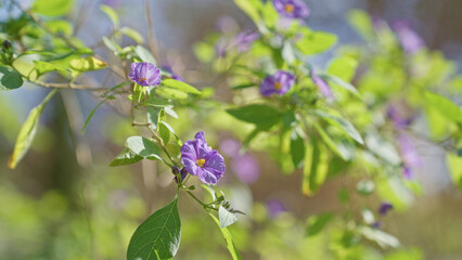 Solanum rantonnetii with vibrant purple flowers and lush green leaves bathed in sunlight epitomizes the beauty of murcia's natural outdoors.