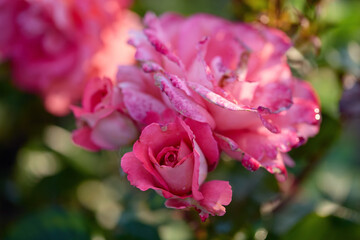 Beautiful pink roses blooming in a vibrant garden during early morning sunlight