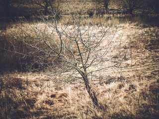 Bare tree in last year's grass in spring