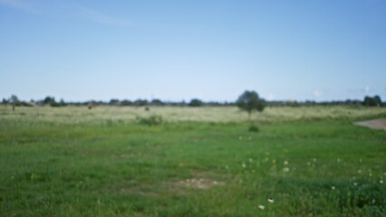 Blurred image shows a green field with trees in a mediterranean landscape, featuring defocused bokeh effect and vibrant greens under a clear blue sky.