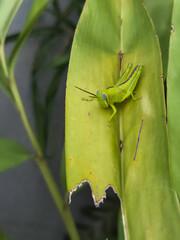 A small, bright green grasshopper rests on a large, slightly torn green leaf, showcasing natural detail.