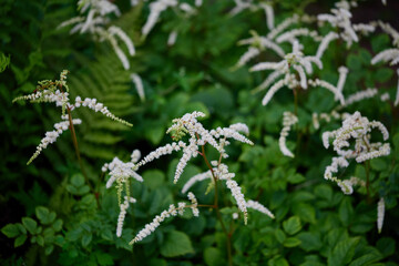 White flowering plants bloom in a lush garden during late spring with greenery in the background