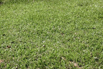 green grass background