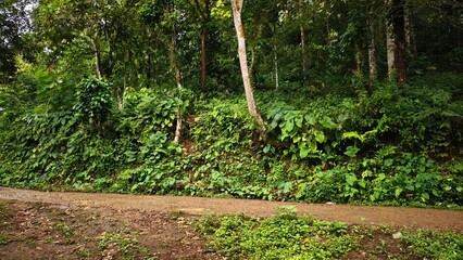Lush green forest with a pathway