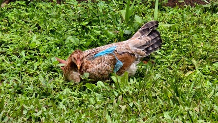 A brown chicken resting on a bed of green grass