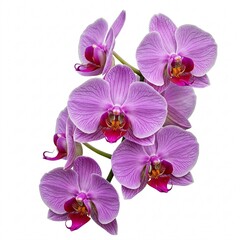 Phalaenopsis orchid flowers, isolated on white background