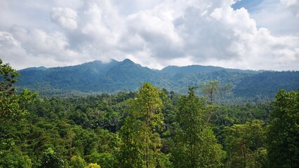 Lush green foliage in a sunlit forest, a serene natural landscape under a cloudy sky.