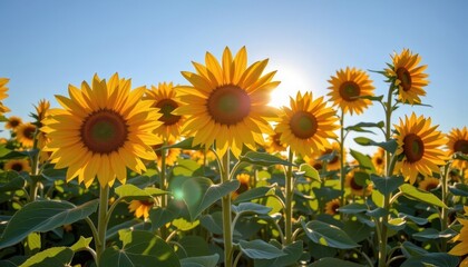 Fototapeta premium Sunflowers basking in sunlight against a clear blue sky.