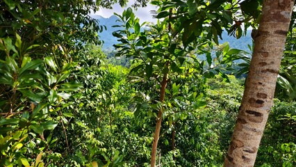 Lush Green Forest with Trees, Foliage and Sunlight