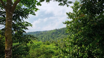 Fototapeta premium A lush green forest under a cloudy sky