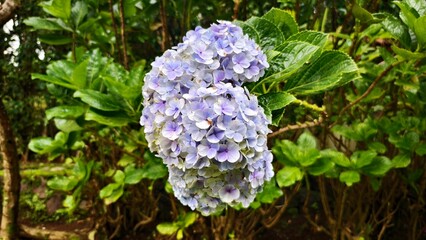 Beautiful purple hydrangea in a lush green garden