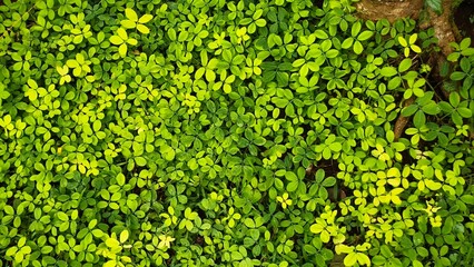 Vibrant Green Ground Cover with Lush Foliage and Texture