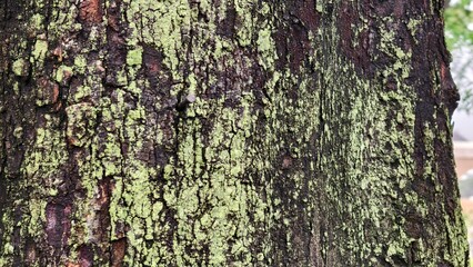 Detailed close-up of a tree bark covered in green lichen.