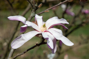 Beautiful pink flowering trees in spring. Delicate pink magnolia flowers on a soft green natural background under the sunlight. Spring blooming. Natural background with beautiful colors