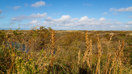 Meijendel D&uuml;nengebiet an der holl&auml;ndischen K&uuml;ste.