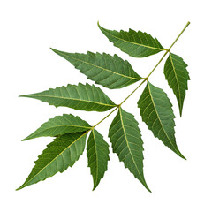 A closeup macro shot reveals the beauty of a fresh green leaf isolated on a white background, showcasing nature's spring foliage