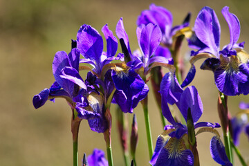 blue iris flower