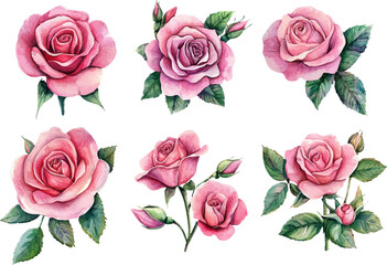 watercolor pink rose flower clipart illustration and rose floral