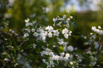 Springtime blurred background. branches of blossoming apple