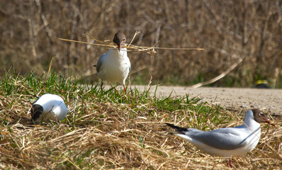 Black-headed gulls (Chroicocephalus ridibundus) with nesting material in beak