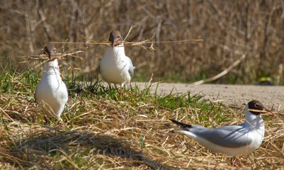 Black-headed gulls (Chroicocephalus ridibundus) with nesting material in beak
