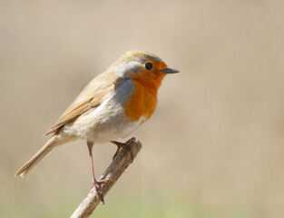 European Robin (Erithacus rubecula) sits on the branch