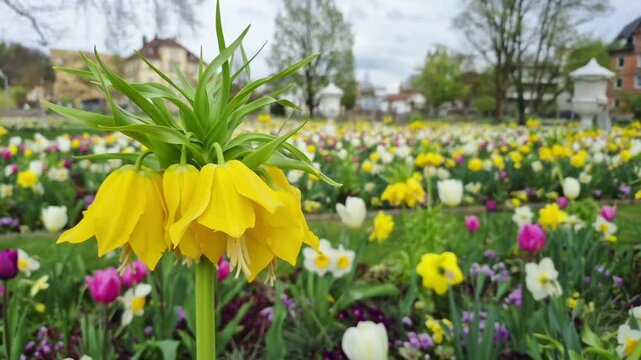 Fritillaria imperialis. The rare plant Fritillaria imperialis Garland Star or Kaiser's Crown blooms with yellow flowers on tall stems.