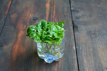 How to propagate Brazilian Spinach plants by cutting the top of the plant and soaking the stem in a glass.