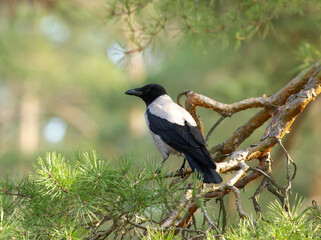 Hooded crow (Corvus cornix) on the branch of pine tree