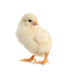 Cute little chick on white background