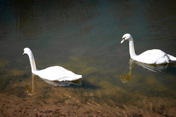 The Big White Birds. Graceful white Swans swimming in the lake, swans in the wild. Portrait of a white swan swimming on a lake. The mute swan, latin name Cygnus olor. A bird swims in clear water