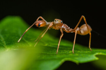 Kerengga ant-like jumper spider mimicking weaver ant on green leaf