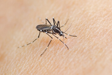 Asian tiger mosquito biting human skin: spreading diseases