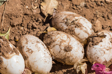 Crocodile eggs in the sand and hatching crocodiles
