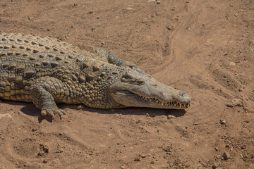 Fototapeta premium Crocodile in the zoo park on the island of Gran Canaria Spain