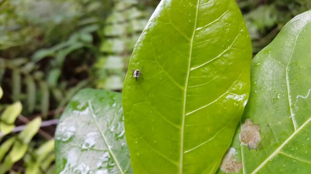 Aesthetic 4k footage, small white Acrida cinerea walking hiding behind leaves. Perfect for documentaries in tropical rainforests and World Wildlife Conservation Day on December 4th.