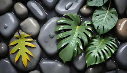 Green monstera leaves with water droplets on gray stones, creating a natural, zen-like aesthetic.