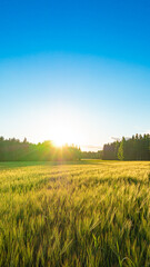 Close-up, under blue sky, sun shining on green wheat field, beautiful rural scenery