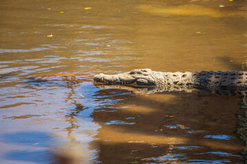 Crocodile in the zoo park on the island of Gran Canaria Spain