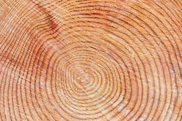 Baum - Holzscheibe - Jahresringe - Allgäu - Detail