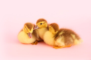 Cute ducklings on pink background