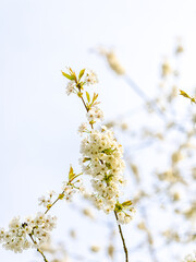 Kirschblüte Hagen a.T.W.