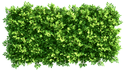 Top view, green hedge providing natural privacy and adding beauty to landscaping with green leaves isolate on transparent background, cutout, png ,

