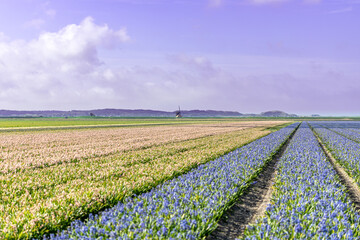 Holland Tulpen