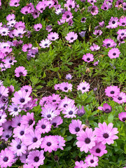 Spring pink flowers with green leaves on streets in city, Italy. Seasons and nature. Background for design. 